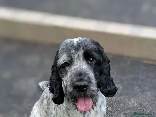 Cocker Spaniel dogs KC Blue Roan Cocker spaniel Stud - Advert 1