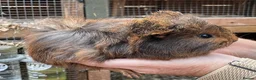 Guinea Pig rodents for sale: Stunning baby girl/sow guinea pigs - Advert 2