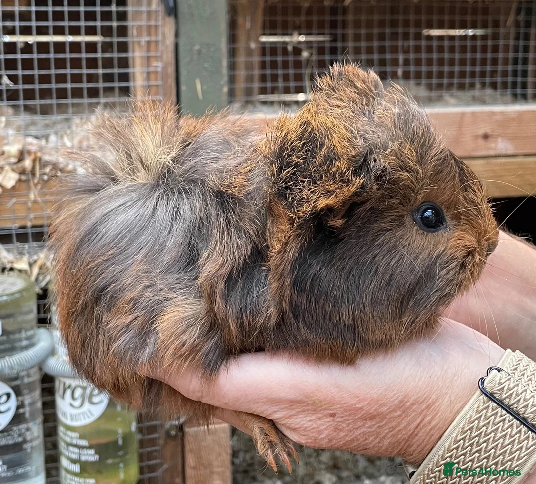 Guinea Pig rodents for sale: Stunning baby girl/sow guinea pigs - Advert 2