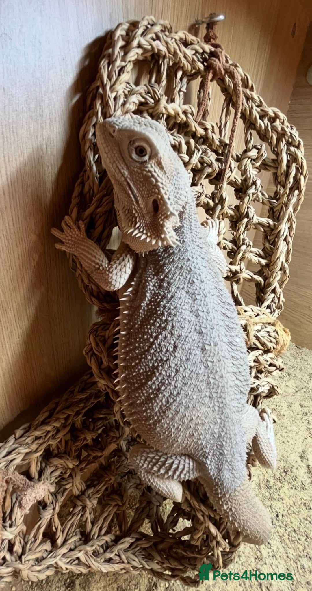 Bearded Dragon reptiles for sale: Hypo Zero Het Trans Bearded Dragon  - Advert 3