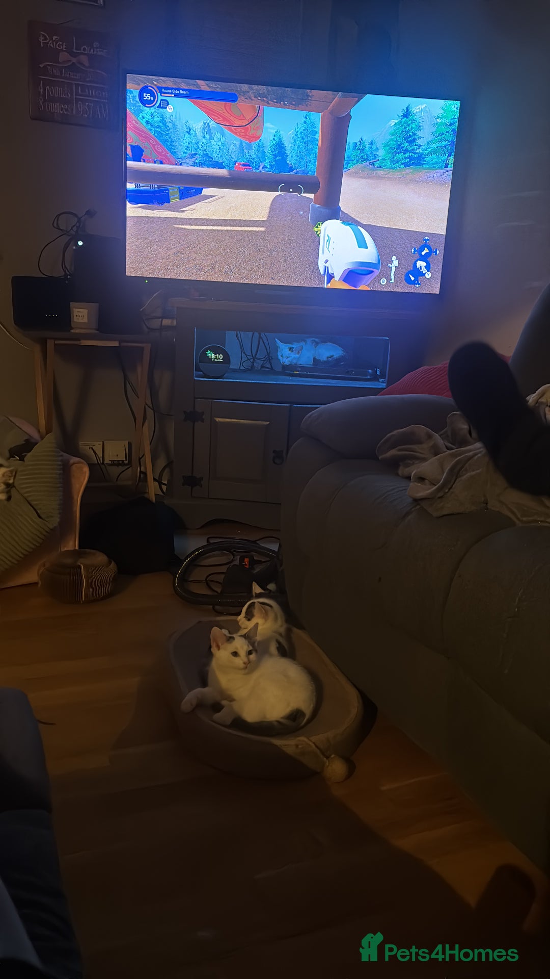 British Shorthair cats for sale: Kittens - Advert 4