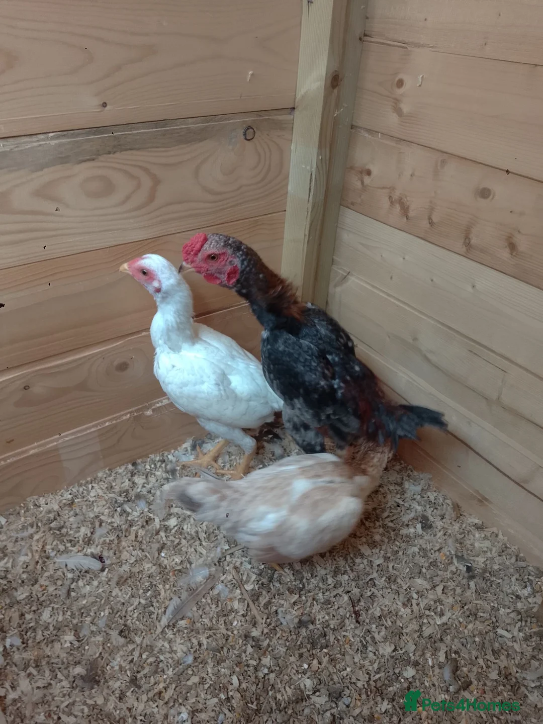 Chickens poultry for sale: 3 beautiful Ko Shamo's - Advert 4