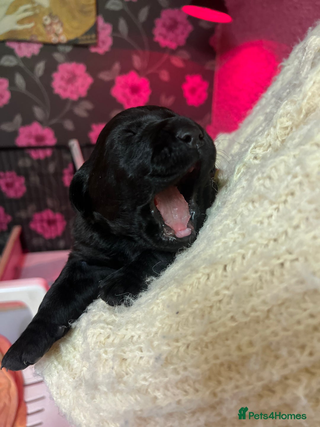 Labrador Retriever dogs for sale: KC Registered Royal Bloodline Puppies - Advert 12