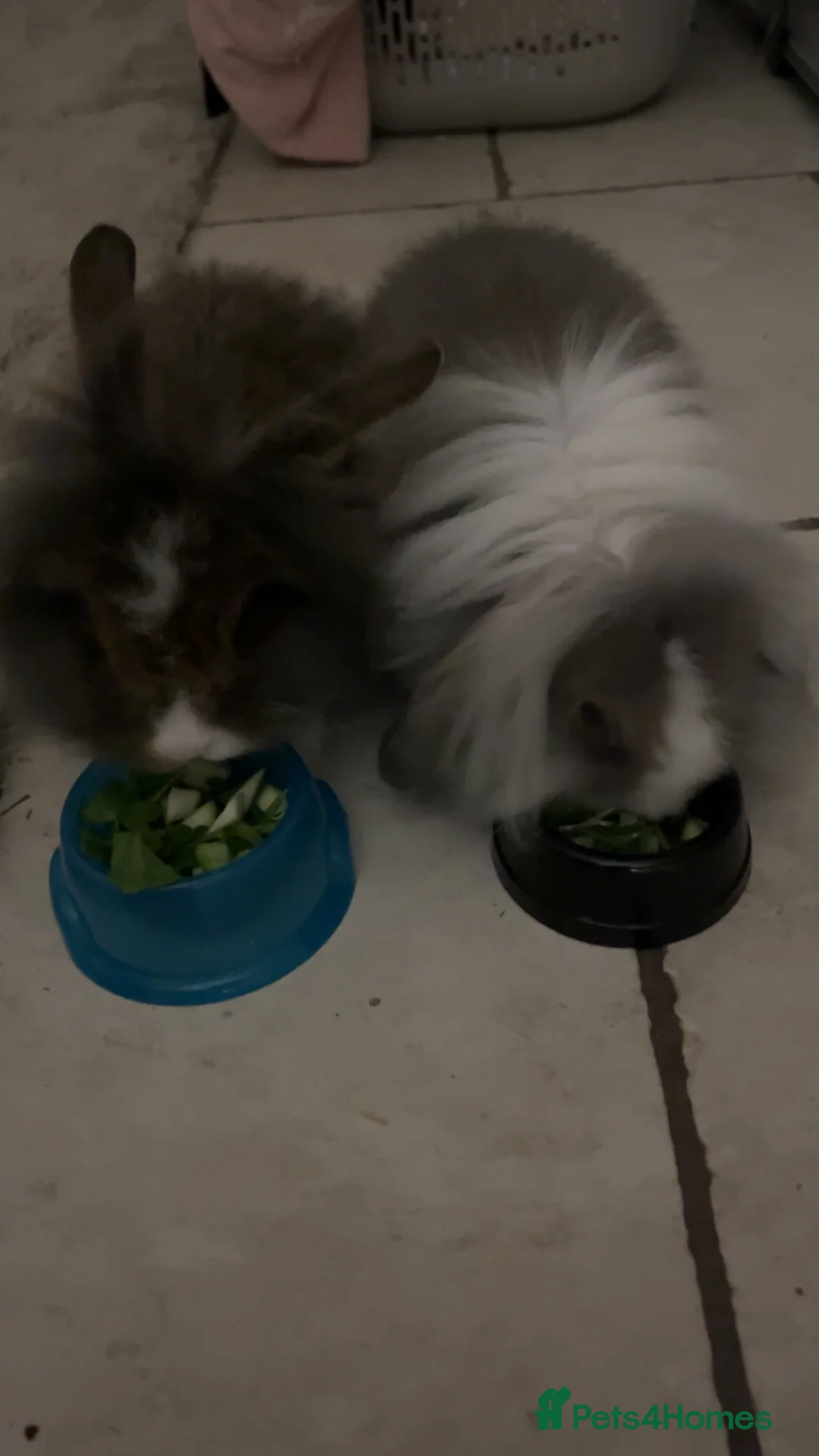 Mixed Breed rabbits for sale: Two rabbits and belongings (16 weeks) in Poole - Advert 1