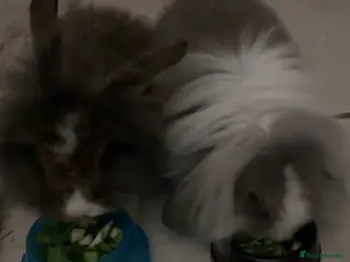 Mixed Breed rabbits Two rabbits and belongings (16 weeks) - Advert 16