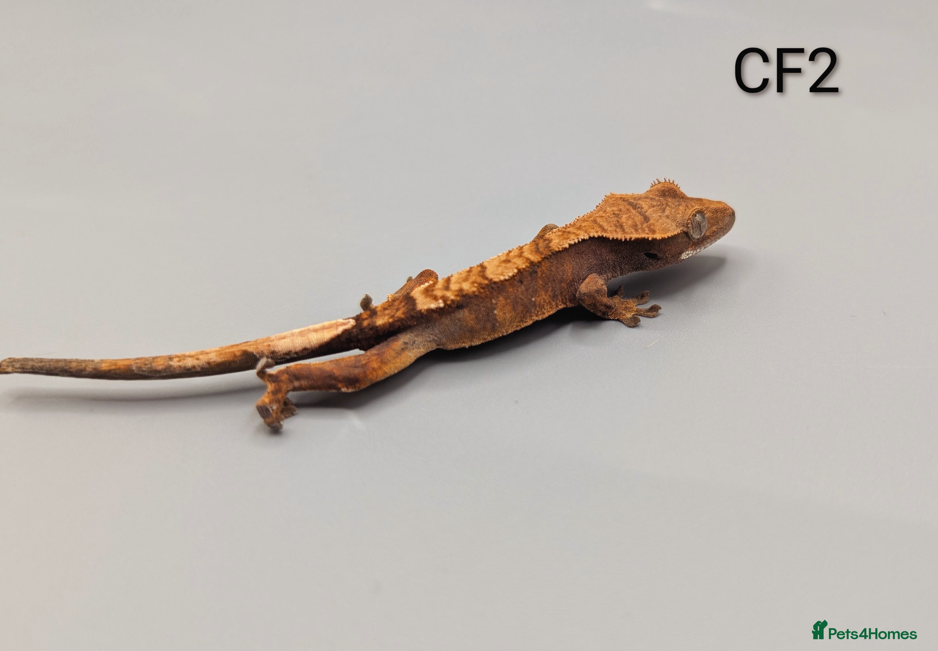 Gecko reptiles Red Flame Crested Gecko CB25  - Advert 3