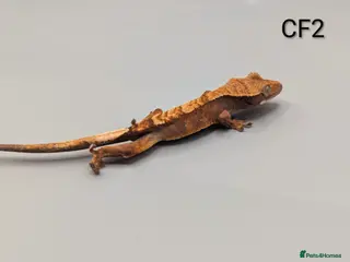 Gecko reptiles Red Flame Crested Gecko CB25 - Advert 17
