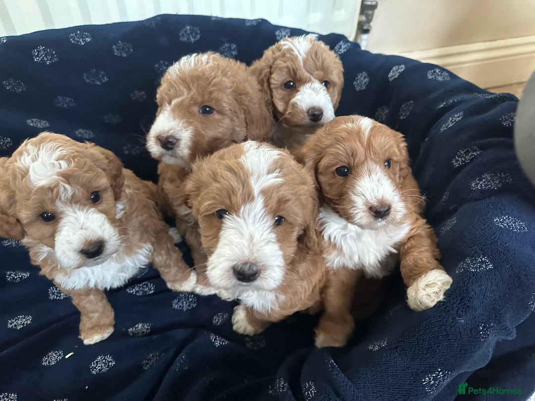 Australian Labradoodle dogs for sale: Australian Labradoodles - Image 4