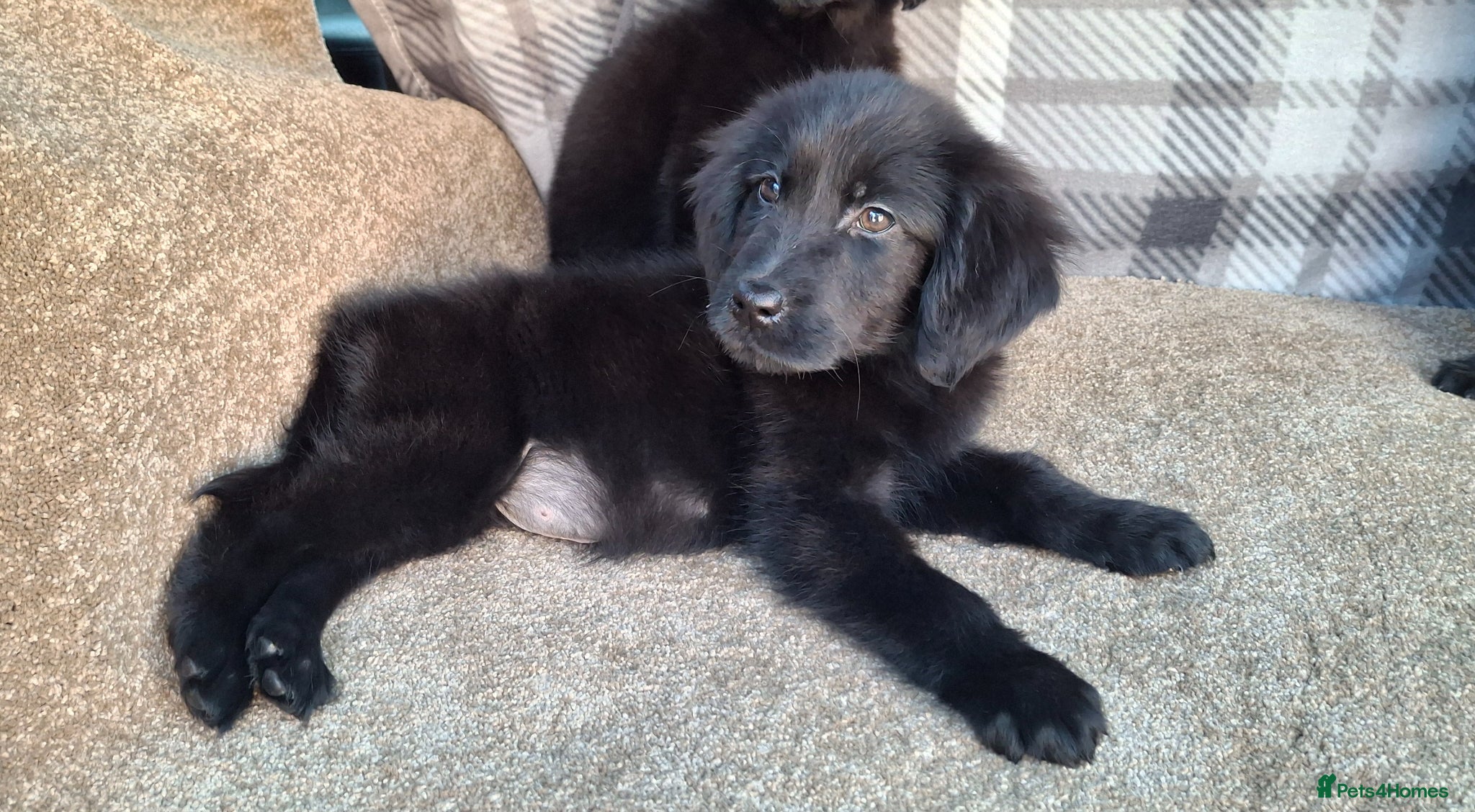 Mixed Breed dogs Flatcoated retriever x golden retriever puppies. - Advert 1