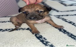 Whippet dogs for sale: Collie X whippet X whippet  - Image 1
