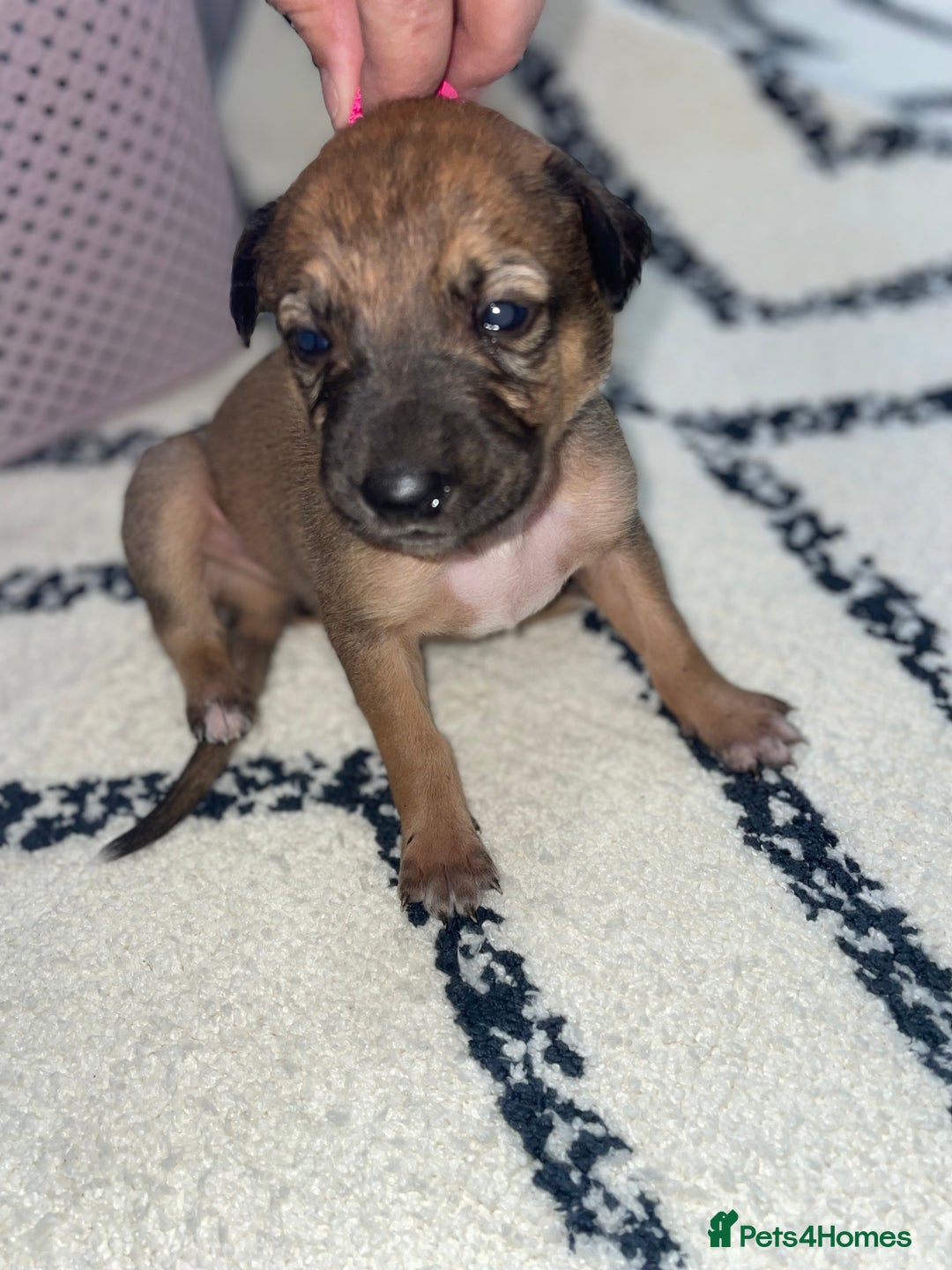 Whippet dogs for sale: Collie X whippet X whippet  - Image 1