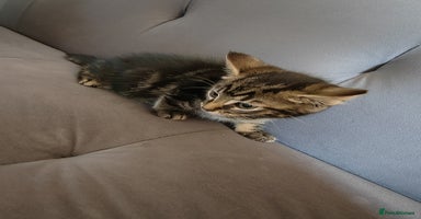 Bengal cats - Advert 5