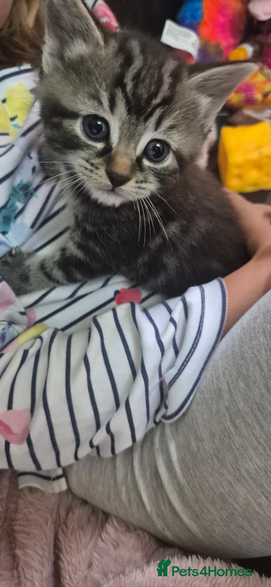 Mixed Breed cats Bengal cross kittens  - Advert 3