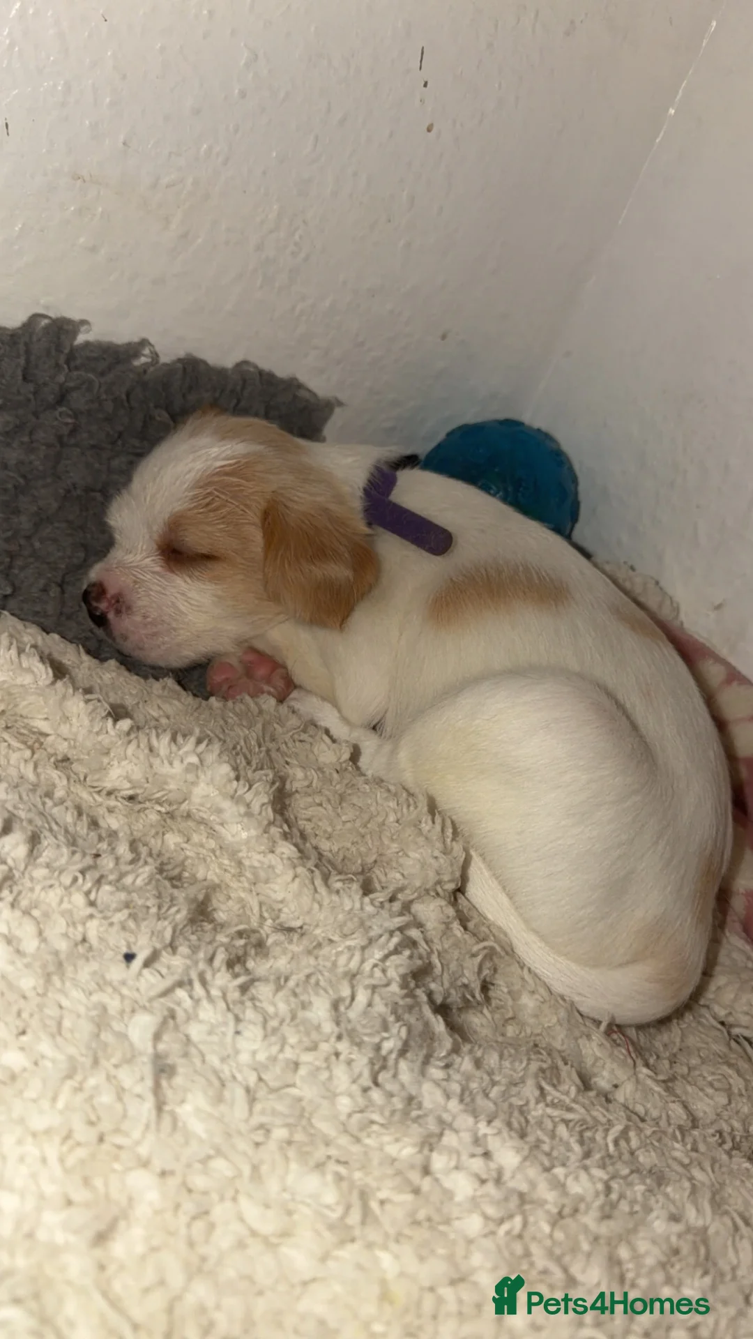 Mixed Breed dogs for sale: Staffy cross puppys - Advert 9