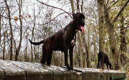 Boxer dogs for sale: 🐾 Boxer Dog for Sale KC registered  - Image 4