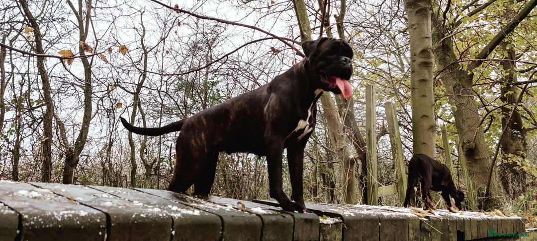 Boxer dogs for sale: 🐾 Boxer Dog for Sale KC registered  - Image 4