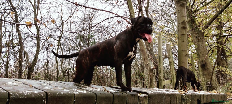 Boxer dogs - Advert 1