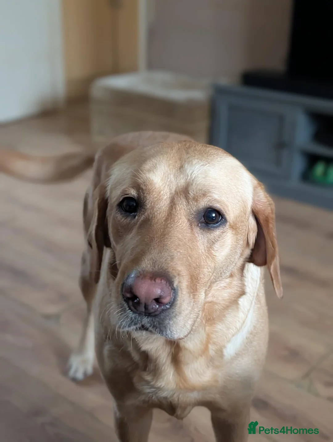 Labrador Retriever dogs for sale: Springer male and Labrador female  - Advert 2