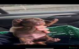 Miniature Dachshund dogs for sale: Kc registered health tested miniature dachshund  - Image 6