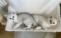 British Shorthair cats for sale: BSH Black Tipped GCCF Reg Kittens - Image 9