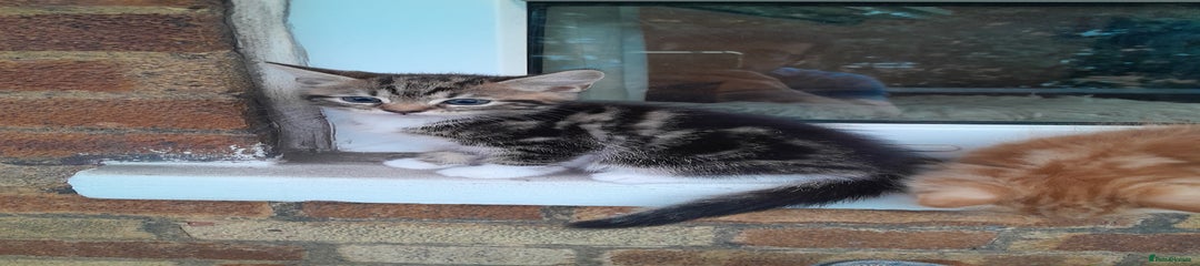 Mixed Breed Kitten 3