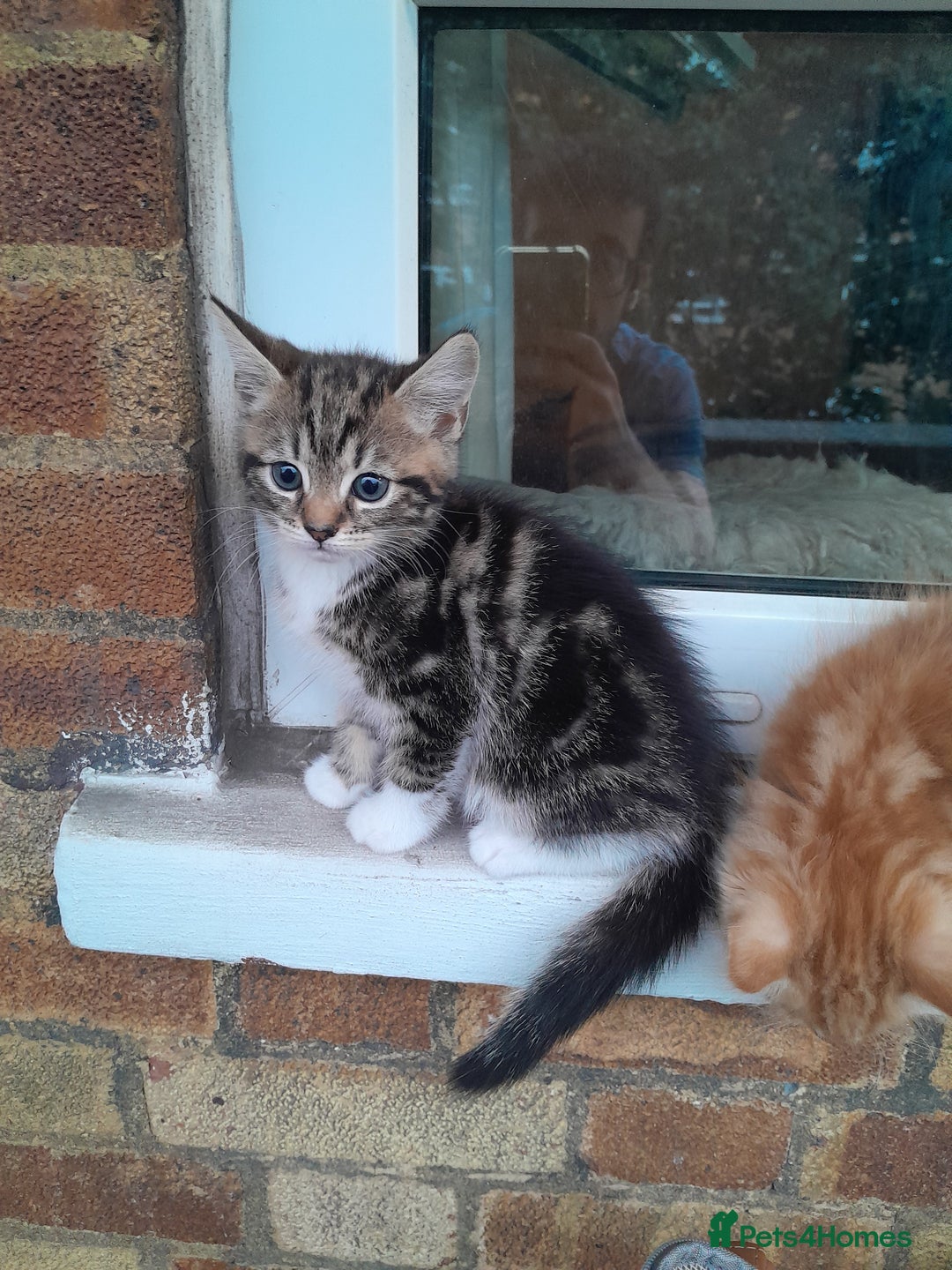 Mixed Breed cats for sale: 5 Beautiful gorgeous kittens 😺😼😻😸😹 - Image 9