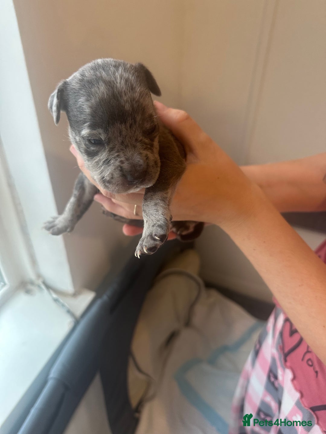 Mixed Breed dogs for sale: American bull staff puppies  - Image 21