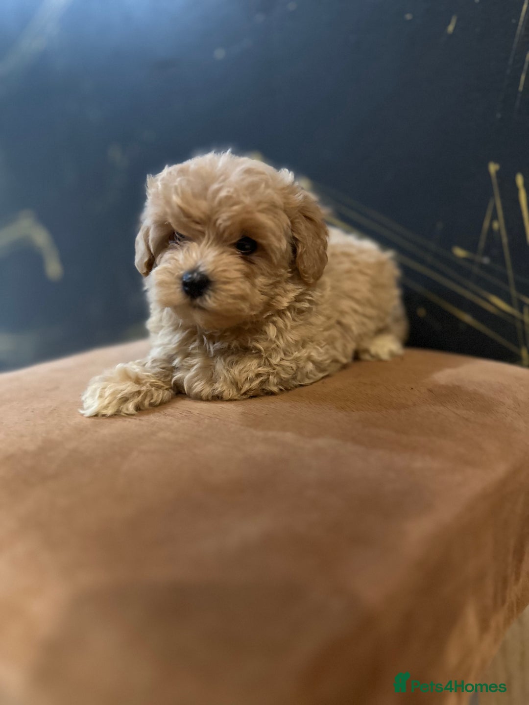 Maltipoo dogs for sale: Gourgeous toy maltipoo puppies❤️ - Image 13