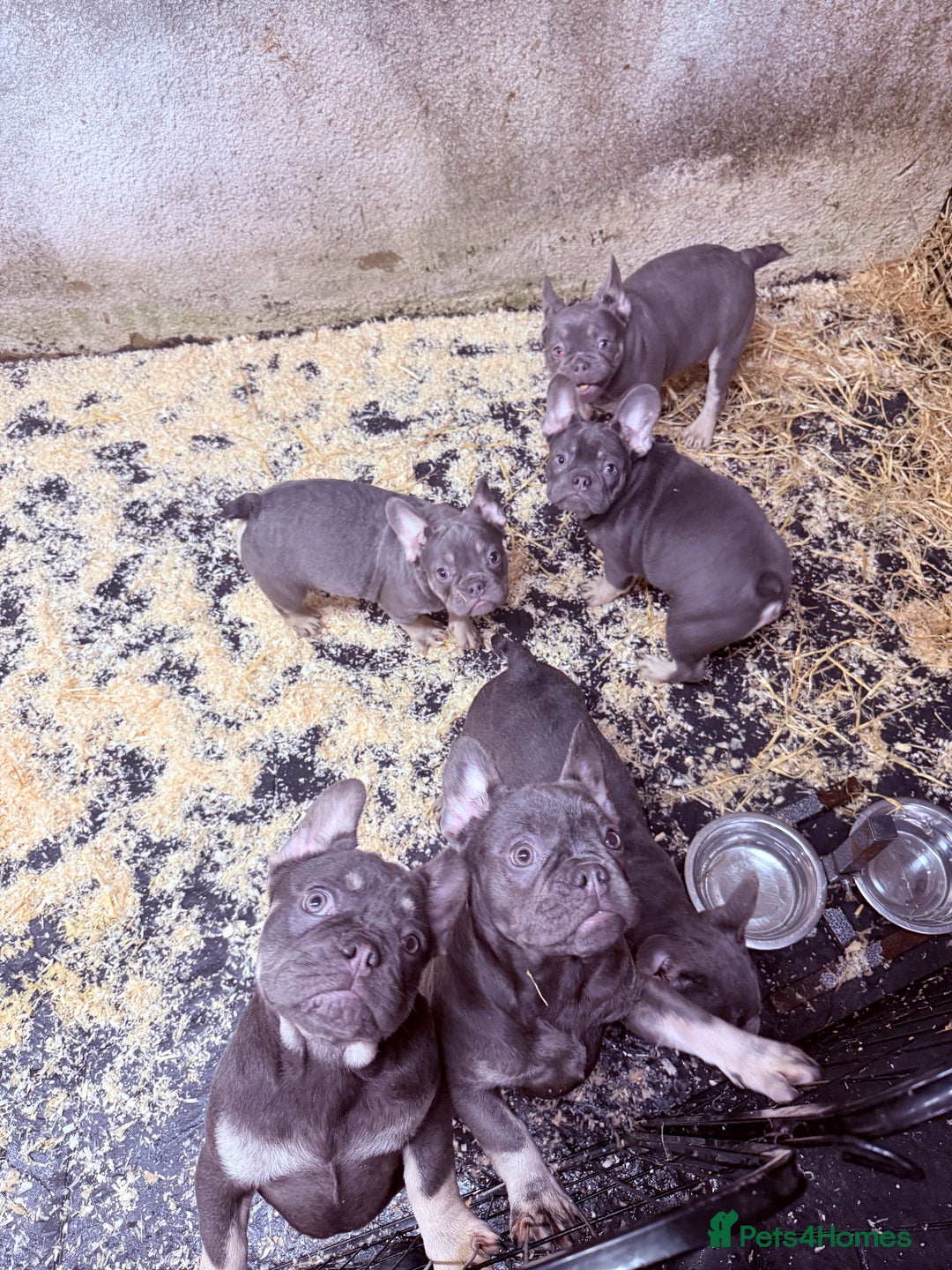 French Bulldog dogs for sale: Reduced French Bulldogs - Advert 15