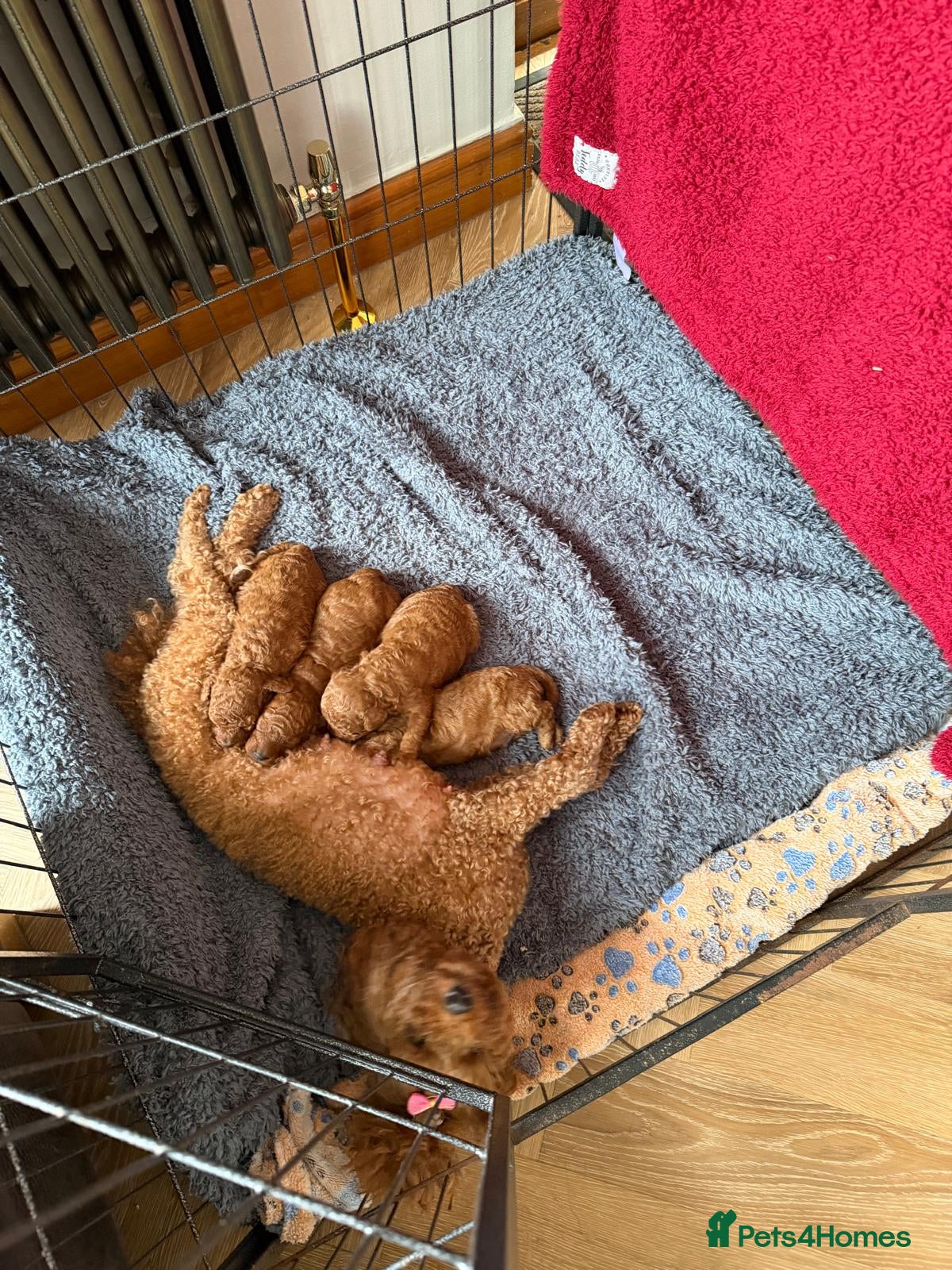 Toy Poodle dogs Outstanding KC registered dark red toy poodles  - Advert 2