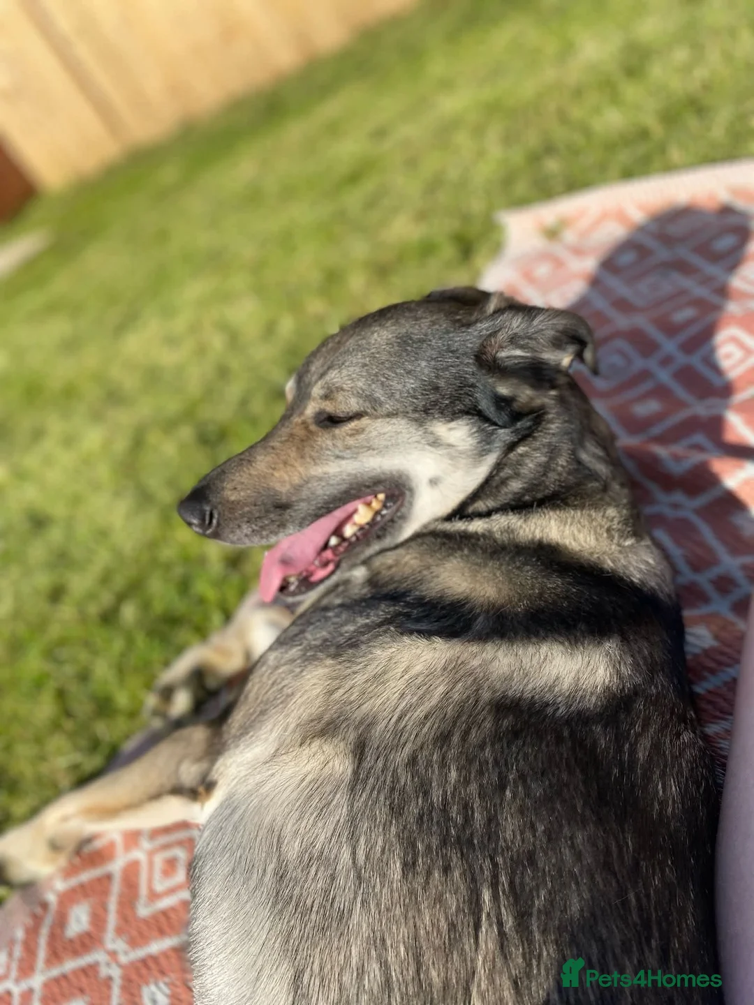 Mixed Breed dogs for adoption: Meet Vinnie, currently residing in Cheshire - Advert 4