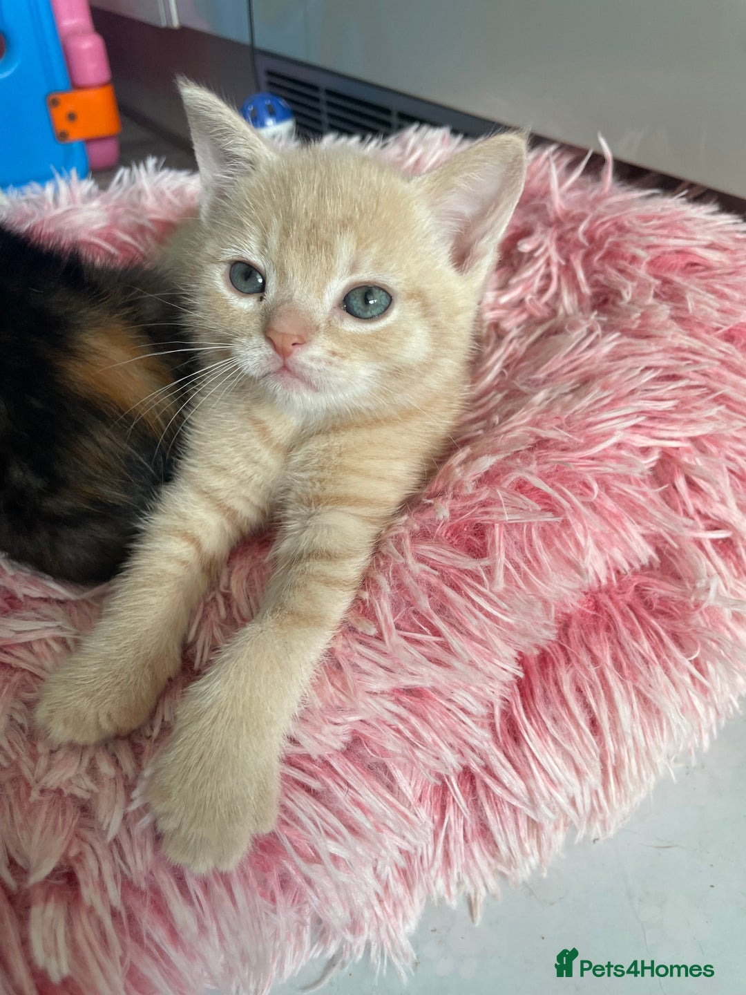 Mixed Breed cats for sale: Part Mainecoon Ginger Litter - Image 30