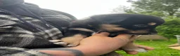 Mixed Breed dogs for sale: Collie x huntaway  - Advert 12