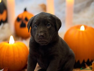 Labrador Retriever dogs - Advert 5