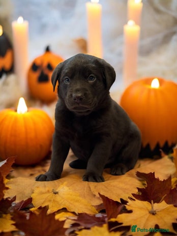 Labrador Retriever dogs - Advert 1