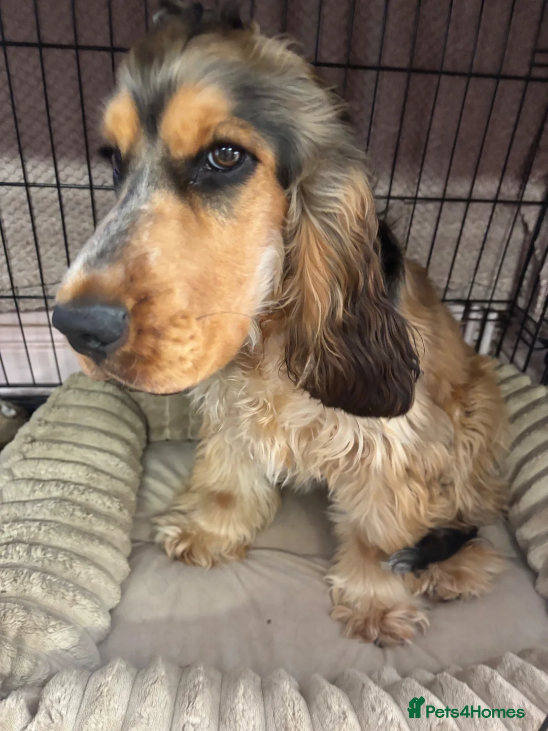 Cocker Spaniel dogs for sale: 7 month old show cockerspaniel - Advert 3
