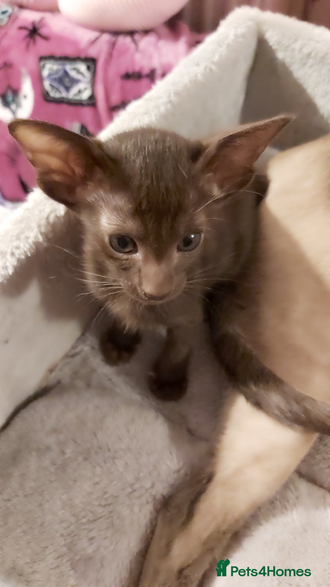 Oriental cats for sale: Full Pedigree Oriental 1 Kitten XL size ears GCCF - Advert 30