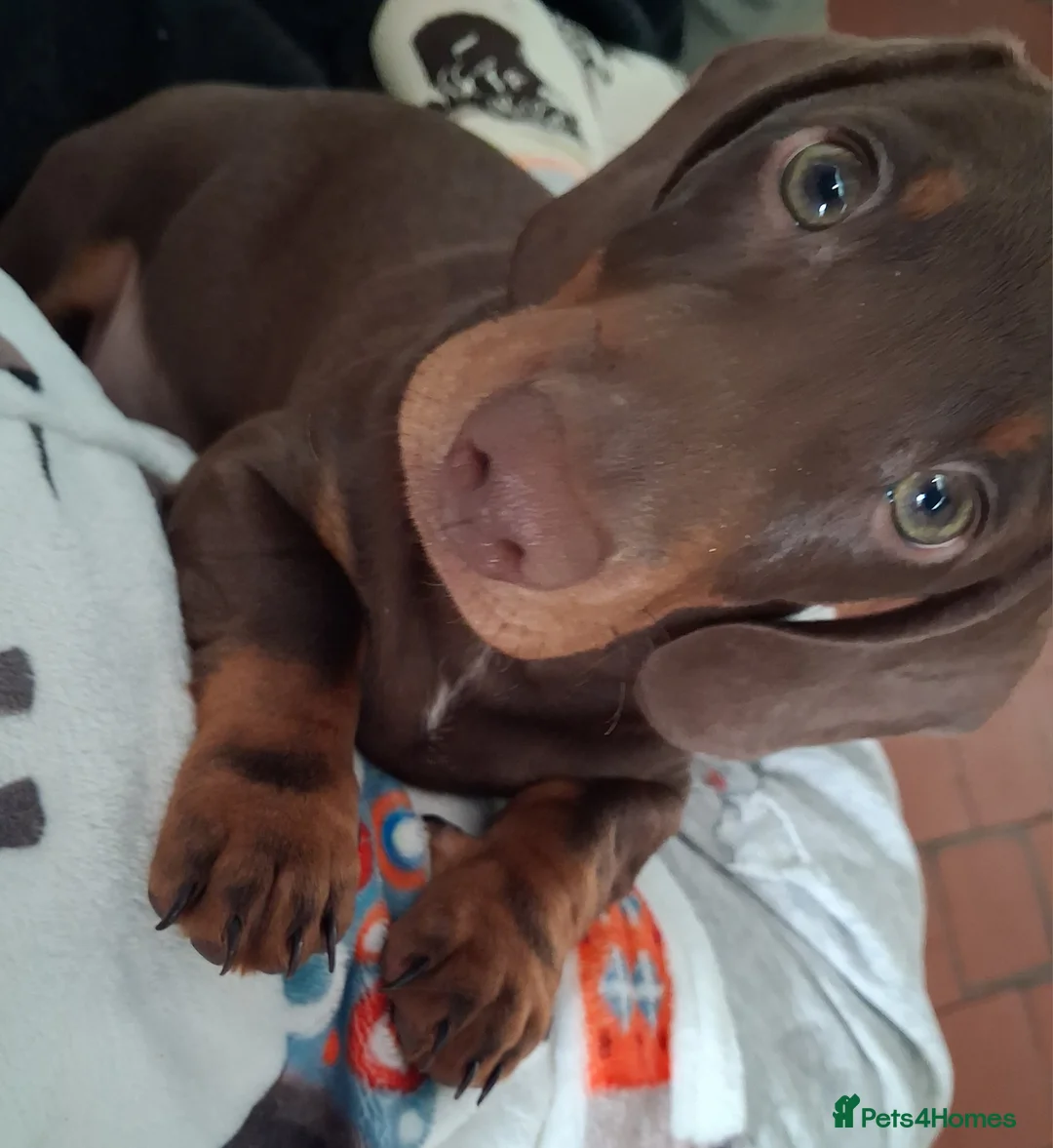 Dachshund dogs for sale: Mini dachshund for sale  - Advert 2