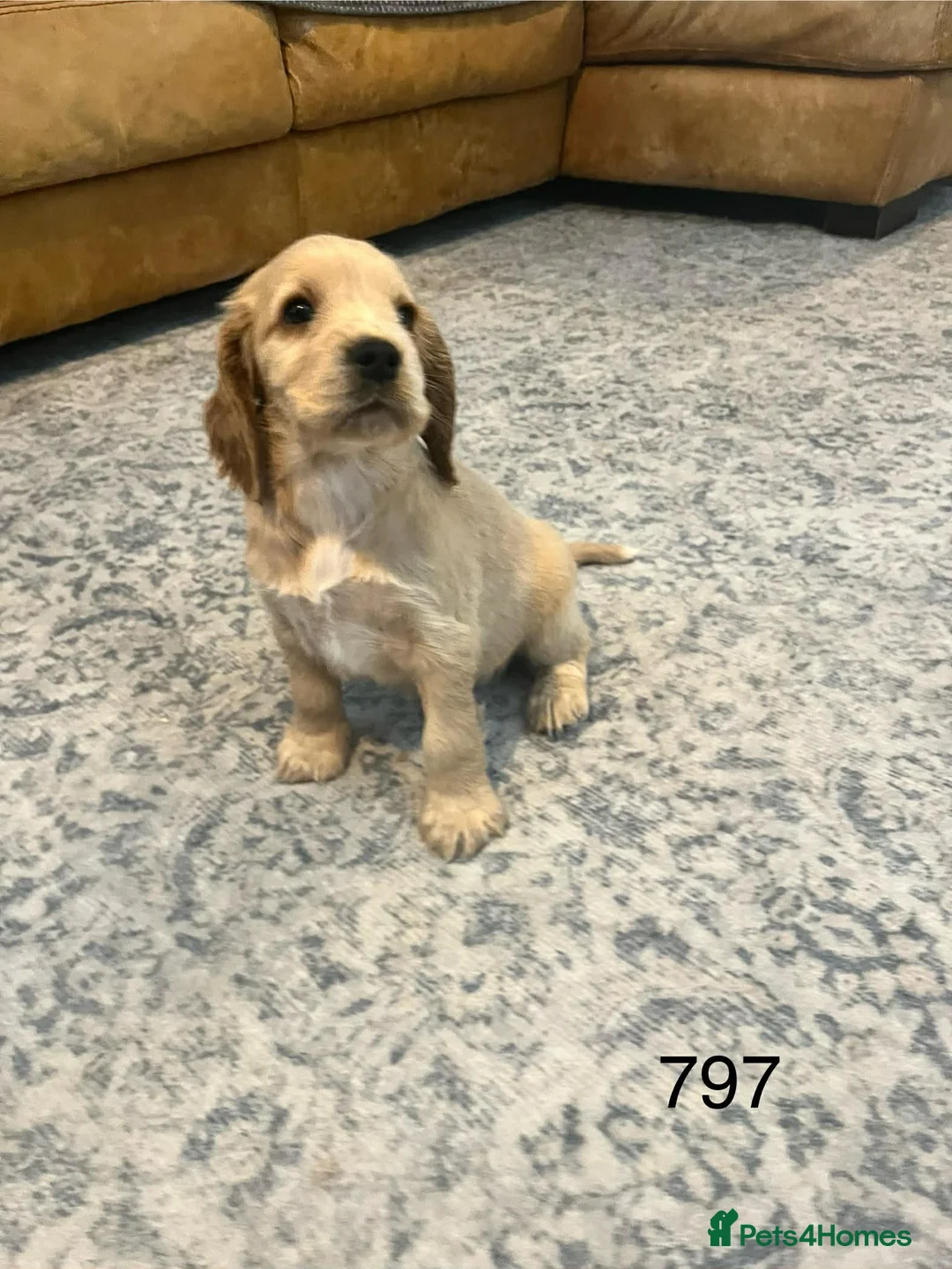 Cocker Spaniel dogs for sale: Beautiful Golden Cocker Spaniel Puppies for Sale - Advert 4