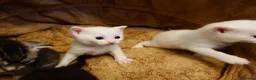 Mixed Breed cats for sale: British shorthair mixed kittens.  - Advert 9