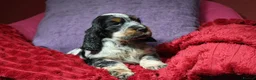 Cocker Spaniel dogs for sale: Health tested parents, Stunning little cherubs - Advert 16