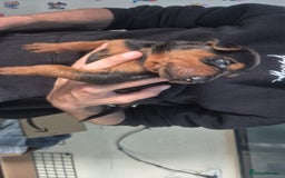 Mixed Breed dogs for sale: Pure Bred/papered Laizhou Hong/Chinese Red Dog - Image 7