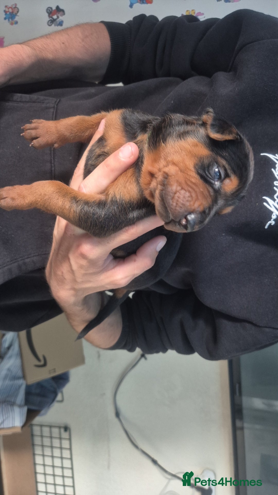 Mixed Breed dogs for sale: Pure Bred/papered Laizhou Hong/Chinese Red Dog - Image 7