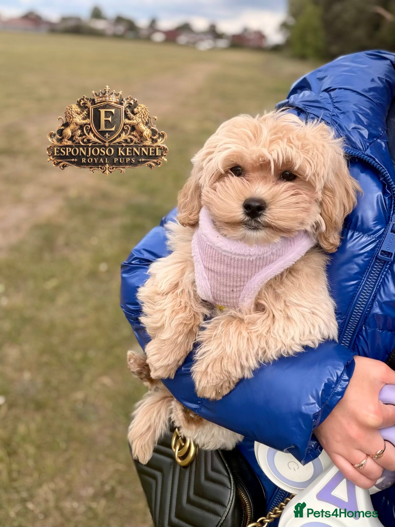 Maltipoo dogs for sale: 👑 Last Exquisite Esponjoso Royal maltipoo Boy 👑 - Advert 1