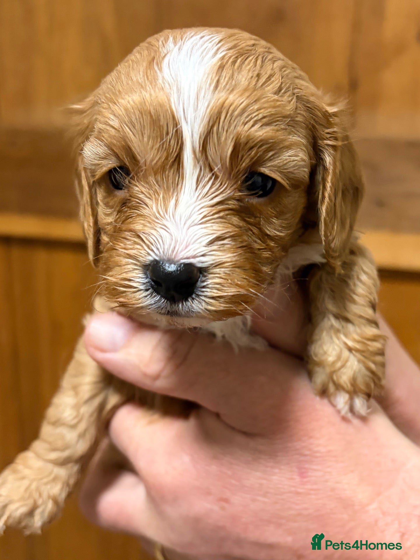 Cavapoo dogs Miniature fox red cavapoo pups  - Advert 1