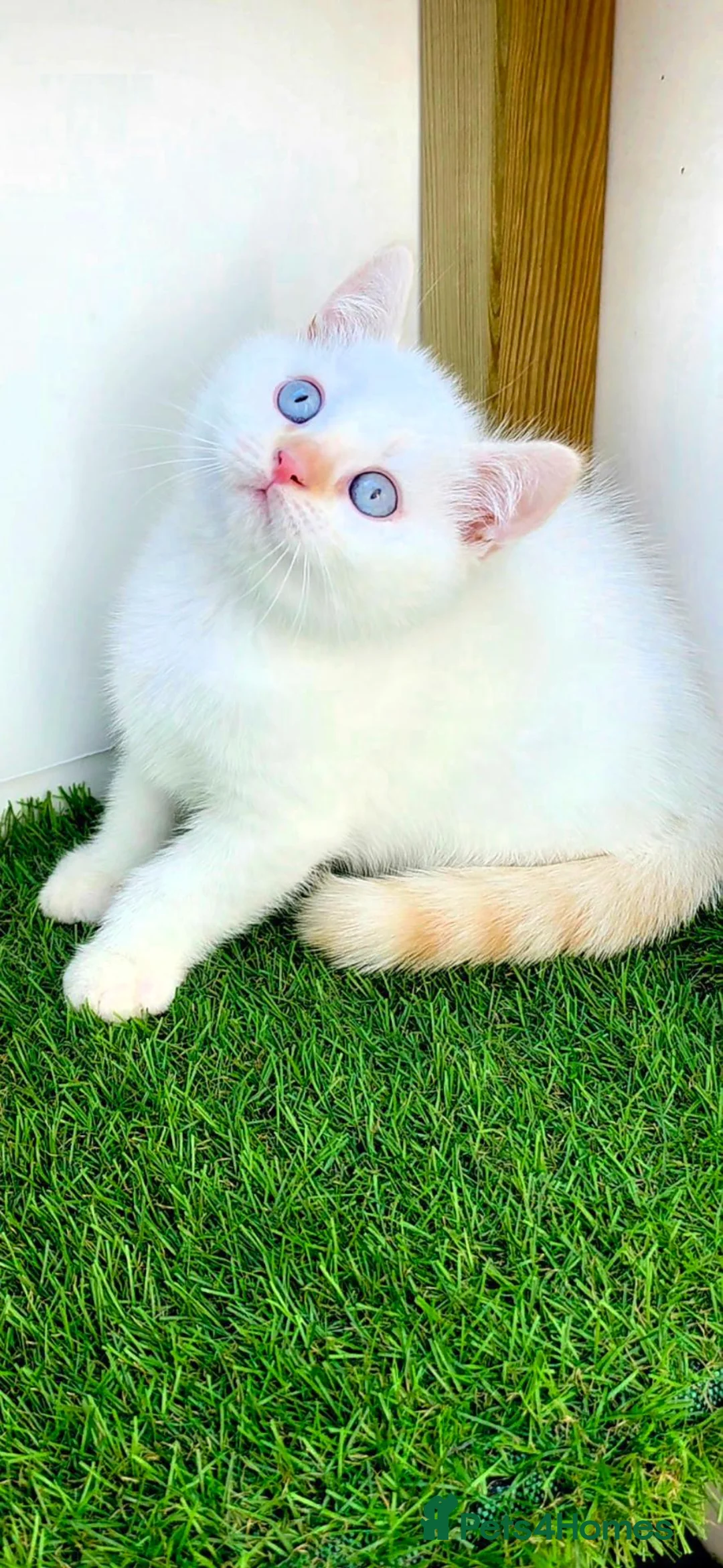British Shorthair cats for sale: British shorthair cream pointed  - Advert 2
