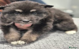 Huskita dogs for sale: FABULOUS HUSKITA PUPPIES Husky x Akita - Image 16