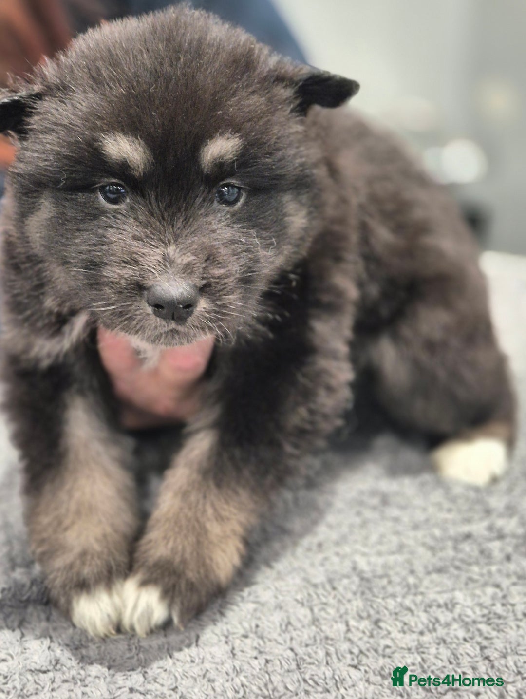 Huskita dogs for sale: FABULOUS HUSKITA PUPPIES Husky x Akita - Image 16