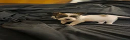 Papillon dogs for sale: KC Registered Papillon Puppies (Ready Soon!) - Advert 5