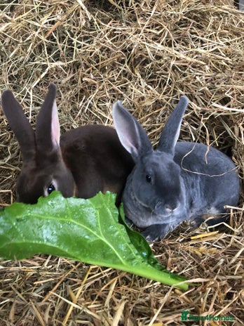 Rex rabbits - Advert 1